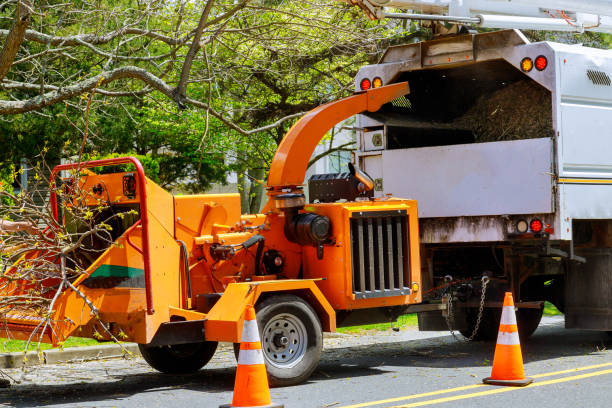 Best Emergency Tree Removal  in Ragland, AL