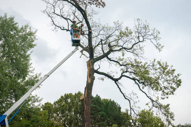 Best Stump Grinding and Removal  in Ragland, AL