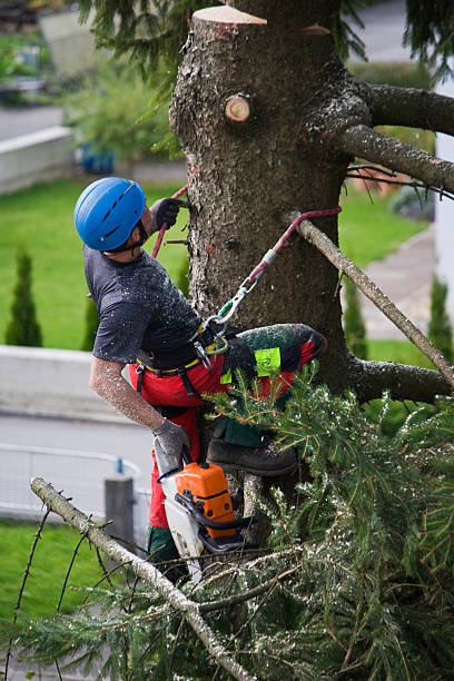 Best Firewood Processing and Delivery  in Ragland, AL