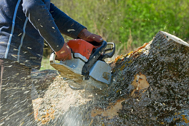 Best Tree Cabling and Bracing  in Ragland, AL