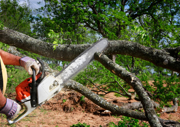 Best Arborist Consultation Services  in Ragland, AL